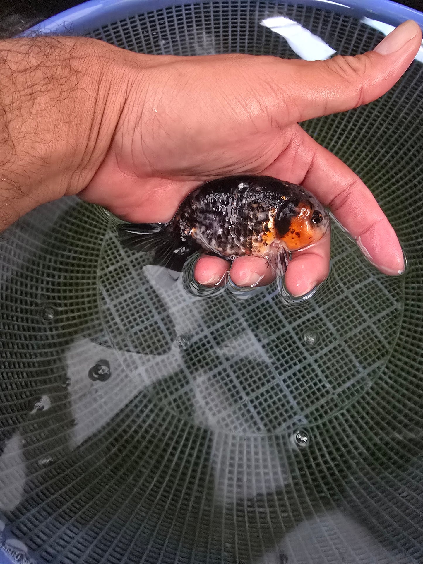 Calico Ranchu 3.5"