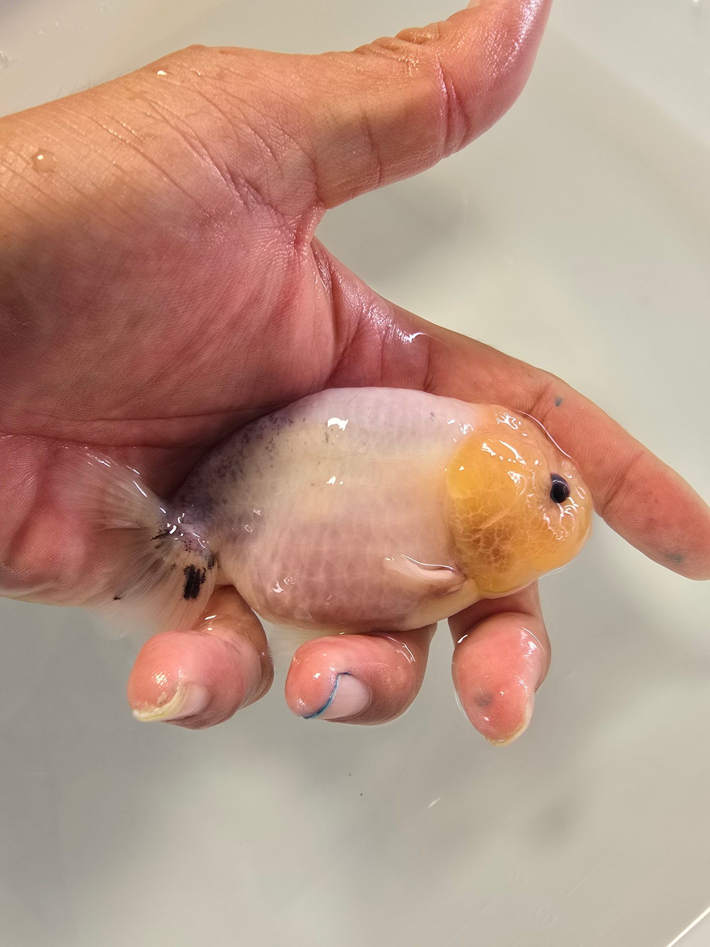 Calico Bluse Base 4"