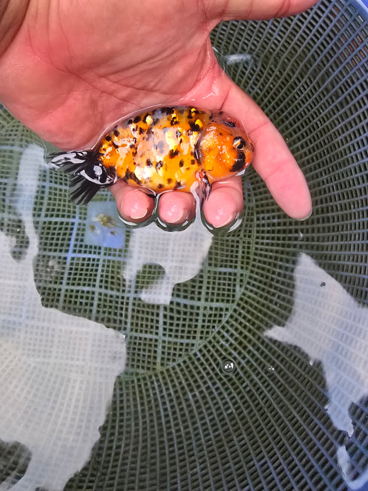 Calico Ranchu 3.5"