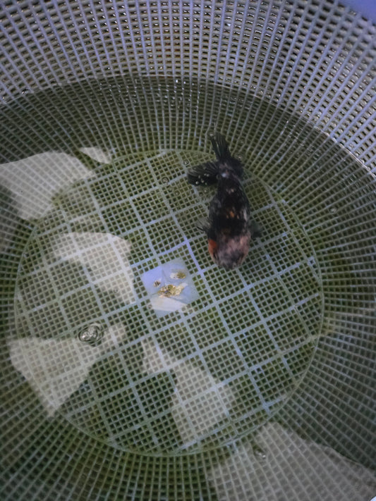 Calico Ranchu 3.5"