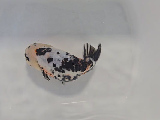 Jumbo Calico Ranchu 5"