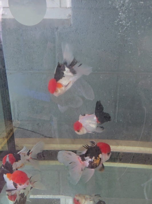Assorted Tri-Color Thai Oranda 4"