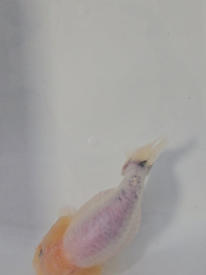 Calico Bluse Base 4"