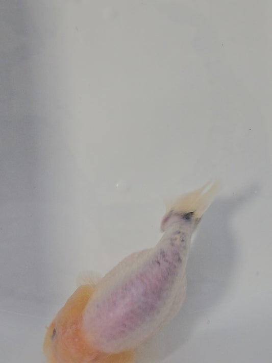 Calico Bluse Base 4"