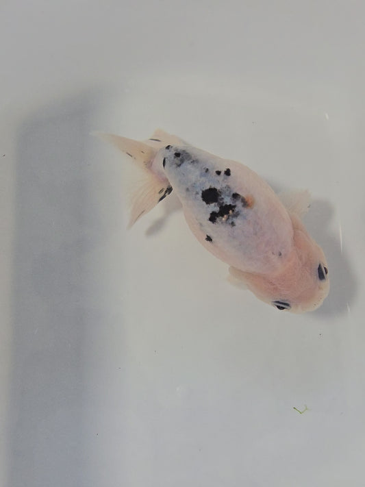 Jumbo Calico Ranchu 5"