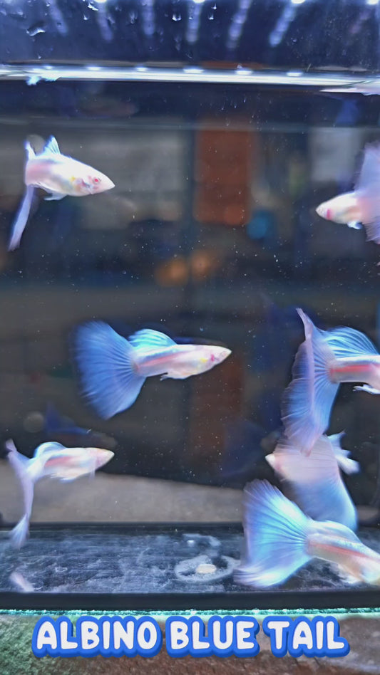 Albino Blue Tail Guppy Pair