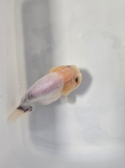 Calico Bluse Base 4"