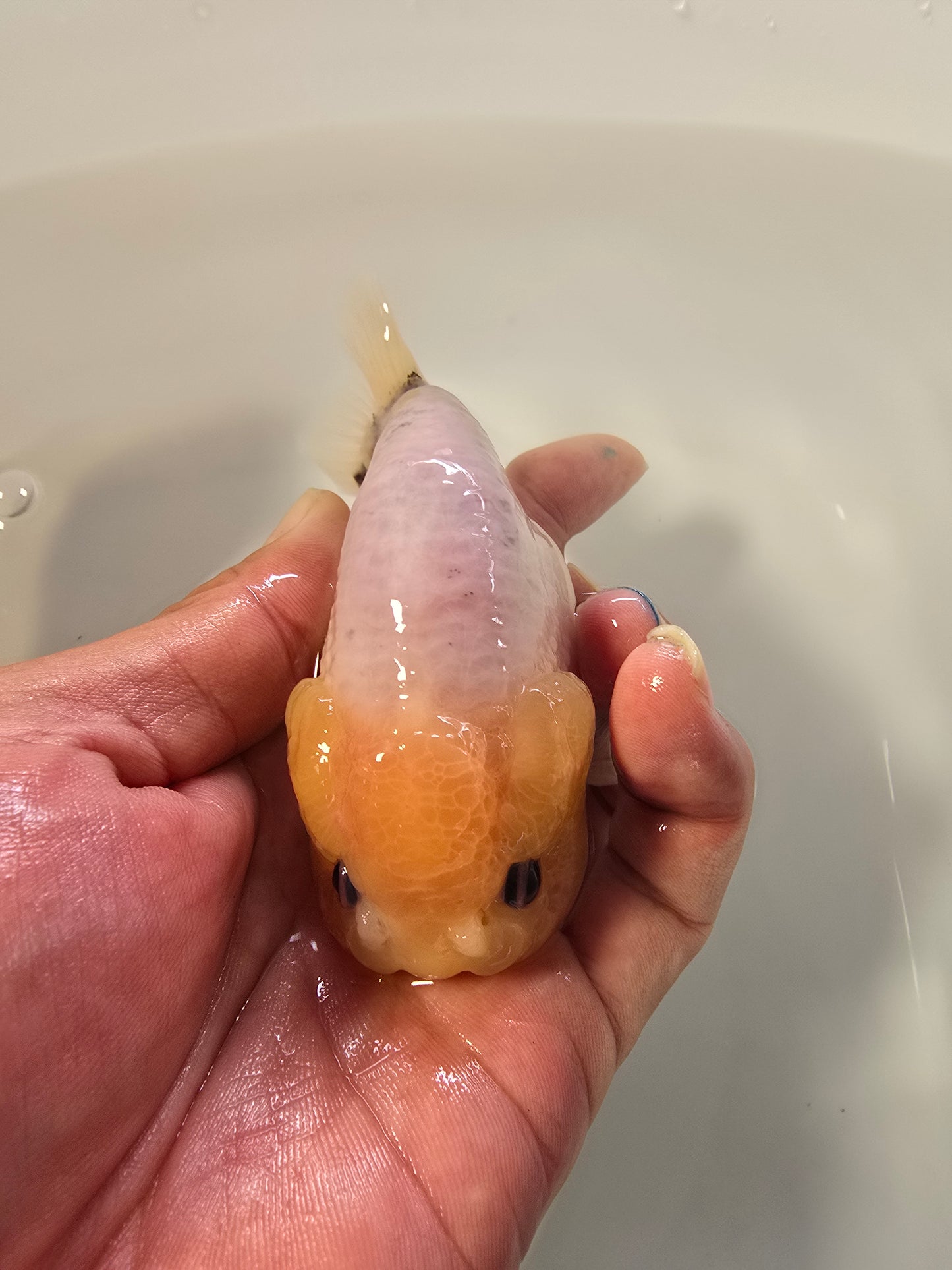 Calico Bluse Base 4"