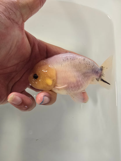 Calico Bluse Base 4"